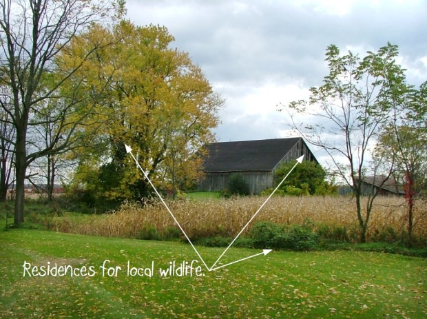 Campus Farmer's Market Supports Rez for local wildlife